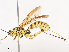  ( - CBG-A40212-F12)  @11 [ ] CreativeCommons - Attribution Share - Alike (2024) CBG Photography Group Centre for Biodiversity Genomics