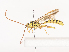  ( - CBG-A40212-H01)  @11 [ ] CreativeCommons - Attribution Share - Alike (2024) CBG Photography Group Centre for Biodiversity Genomics
