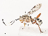  ( - CBG-A40212-H03)  @11 [ ] CreativeCommons - Attribution Share - Alike (2024) CBG Photography Group Centre for Biodiversity Genomics