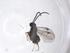  (Dolichogenidea jessiehillae - CBG-A40930-A12)  @11 [ ] CreativeCommons - Attribution Share - Alike (2024) Centre for Biodiversity Genomics Centre for Biodiversity Genomics
