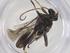  (Hyposoter INB-42DHJ08 - CBG-A40938-G04)  @11 [ ] CreativeCommons - Attribution Share - Alike (2024) Centre for Biodiversity Genomics Centre for Biodiversity Genomics