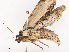 (ereMalaise01 Malaise3242 - CBG-A41809-E10)  @11 [ ] CreativeCommons - Attribution Share - Alike (2024) CBG Photography Group Centre for Biodiversity Genomics