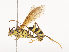  (Setanta Wahl01 - CBG-A41810-B11)  @11 [ ] CreativeCommons - Attribution Share - Alike (2024) CBG Photography Group Centre for Biodiversity Genomics