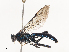  ( - CBG-A41810-C01)  @11 [ ] CreativeCommons - Attribution Share - Alike (2024) CBG Photography Group Centre for Biodiversity Genomics