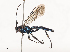  ( - CBG-A41810-C02)  @11 [ ] CreativeCommons - Attribution Share - Alike (2024) CBG Photography Group Centre for Biodiversity Genomics