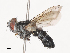  ( - CBG-A41811-A10)  @11 [ ] CreativeCommons - Attribution Share - Alike (2024) CBG Photography Group Centre for Biodiversity Genomics