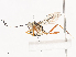  ( - CBG-A41811-F01)  @11 [ ] CreativeCommons - Attribution Share - Alike (2024) CBG Photography Group Centre for Biodiversity Genomics