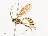  ( - CBG-A41811-F11)  @11 [ ] CreativeCommons - Attribution Share - Alike (2024) CBG Photography Group Centre for Biodiversity Genomics