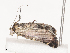  ( - CBG-A41811-H04)  @11 [ ] CreativeCommons - Attribution Share - Alike (2024) CBG Photography Group Centre for Biodiversity Genomics
