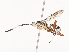  ( - CBG-A38488-A05)  @11 [ ] CreativeCommons - Attribution Share - Alike (2024) CBG Photography Group Centre for Biodiversity Genomics