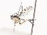  ( - CBG-A38488-D07)  @11 [ ] CreativeCommons - Attribution Share - Alike (2024) CBG Photography Group Centre for Biodiversity Genomics