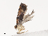  ( - CBG-A41780-A09)  @11 [ ] CreativeCommons - Attribution Share - Alike (2024) CBG Photography Group Centre for Biodiversity Genomics
