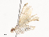  ( - CBG-A41780-B03)  @11 [ ] CreativeCommons - Attribution Share - Alike (2024) CBG Photography Group Centre for Biodiversity Genomics
