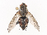  ( - CBG-A41780-C05)  @11 [ ] CreativeCommons - Attribution Share - Alike (2024) CBG Photography Group Centre for Biodiversity Genomics