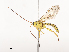  ( - CBG-A41780-D02)  @11 [ ] CreativeCommons - Attribution Share - Alike (2024) CBG Photography Group Centre for Biodiversity Genomics