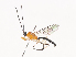  ( - CBG-A41780-D10)  @11 [ ] CreativeCommons - Attribution Share - Alike (2024) CBG Photography Group Centre for Biodiversity Genomics