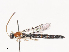  ( - CBG-A41780-D12)  @11 [ ] CreativeCommons - Attribution Share - Alike (2024) CBG Photography Group Centre for Biodiversity Genomics