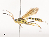  ( - CBG-A44315-C09)  @11 [ ] CreativeCommons - Attribution Share - Alike (2024) CBG Photography Group Centre for Biodiversity Genomics
