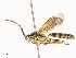  ( - CBG-A44316-G12)  @11 [ ] CreativeCommons - Attribution Share - Alike (2024) CBG Photography Group Centre for Biodiversity Genomics