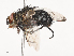  ( - CBG-A40191-A03)  @11 [ ] CreativeCommons - Attribution Share - Alike (2024) CBG Photography Group Centre for Biodiversity Genomics