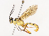  ( - CBG-A40191-A04)  @11 [ ] CreativeCommons - Attribution Share - Alike (2024) CBG Photography Group Centre for Biodiversity Genomics