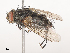  ( - CBG-A41767-F09)  @11 [ ] CreativeCommons - Attribution Share - Alike (2024) CBG Photography Group Centre for Biodiversity Genomics