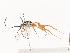  (cryptJanzen01 Malaise3485 - CBG-A41906-G09)  @11 [ ] CreativeCommons - Attribution Share-Alike (2024) CBG Photography Group Centre for Biodiversity Genomics