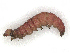  ( - CBG-A41906-H09)  @11 [ ] CreativeCommons - Attribution Share-Alike (2024) CBG Photography Group Centre for Biodiversity Genomics
