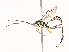  ( - CBG-A44289-C02)  @11 [ ] CreativeCommons - Attribution Share - Alike (2024) CBG Photography Group Centre for Biodiversity Genomics