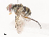  ( - CBG-A44290-C11)  @11 [ ] CreativeCommons - Attribution Share - Alike (2024) CBG Photography Group Centre for Biodiversity Genomics