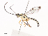  (Lycorina Wahl04 - CBG-A44290-F03)  @11 [ ] CreativeCommons - Attribution Share - Alike (2024) CBG Photography Group Centre for Biodiversity Genomics