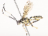  ( - CBG-A44291-E05)  @11 [ ] CreativeCommons - Attribution Share - Alike (2024) CBG Photography Group Centre for Biodiversity Genomics
