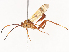  ( - CBG-A38486-A02)  @11 [ ] CreativeCommons - Attribution Share - Alike (2024) CBG Photography Group Centre for Biodiversity Genomics