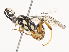  (Carinodes Malaise9408 - CBG-A38486-H02)  @11 [ ] CreativeCommons - Attribution Share - Alike (2024) CBG Photography Group Centre for Biodiversity Genomics