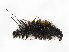  ( - CBG-A38486-H04)  @11 [ ] CreativeCommons - Attribution Share-Alike (2024) CBG Photography Group Centre for Biodiversity Genomics