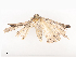  ( - CBG-A38487-C06)  @11 [ ] CreativeCommons - Attribution Share - Alike (2024) CBG Photography Group Centre for Biodiversity Genomics