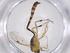  (Xiphosomella Janzen37 - CBG-A39527-C06)  @11 [ ] CreativeCommons - Attribution Share - Alike (2024) Centre for Biodiversity Genomics Centre for Biodiversity Genomics