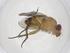  (Ceromya Malaise7787 - CBG-A39559-A10)  @11 [ ] CreativeCommons - Attribution Share - Alike (2024) Centre for Biodiversity Genomics Centre for Biodiversity Genomics