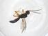  (Heterospilus Malaise5240 - CBG-A41514-H10)  @11 [ ] CreativeCommons - Attribution Share - Alike (2024) Centre for Biodiversity Genomics Centre for Biodiversity Genomics