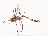 ( - CBG-A41777-B11)  @11 [ ] CreativeCommons - Attribution Share - Alike (2024) CBG Photography Group Centre for Biodiversity Genomics
