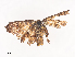  ( - CBG-A41777-D08)  @11 [ ] CreativeCommons - Attribution Share - Alike (2024) CBG Photography Group Centre for Biodiversity Genomics