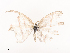  ( - CBG-A41778-F09)  @11 [ ] CreativeCommons - Attribution Share - Alike (2024) CBG Photography Group Centre for Biodiversity Genomics