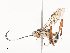  ( - CBG-A41779-B12)  @11 [ ] CreativeCommons - Attribution Share - Alike (2024) CBG Photography Group Centre for Biodiversity Genomics