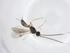  (Heterospilus Malaise3711 - CBG-A40490-E11)  @11 [ ] CreativeCommons - Attribution Share - Alike (2024) Centre for Biodiversity Genomics Centre for Biodiversity Genomics