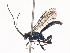  ( - CBG-A41820-F09)  @11 [ ] CreativeCommons - Attribution Share - Alike (2024) CBG Photography Group Centre for Biodiversity Genomics