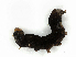  ( - CBG-A41820-H02)  @11 [ ] CreativeCommons - Attribution Share-Alike (2024) CBG Photography Group Centre for Biodiversity Genomics