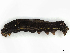  ( - CBG-A41821-H10)  @11 [ ] CreativeCommons - Attribution Share-Alike (2024) CBG Photography Group Centre for Biodiversity Genomics