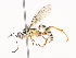  ( - CBG-A41822-B07)  @11 [ ] CreativeCommons - Attribution Share - Alike (2024) CBG Photography Group Centre for Biodiversity Genomics