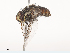  ( - CBG-A41822-F02)  @11 [ ] CreativeCommons - Attribution Share - Alike (2024) CBG Photography Group Centre for Biodiversity Genomics