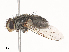  ( - CBG-A41822-F06)  @11 [ ] CreativeCommons - Attribution Share - Alike (2024) CBG Photography Group Centre for Biodiversity Genomics